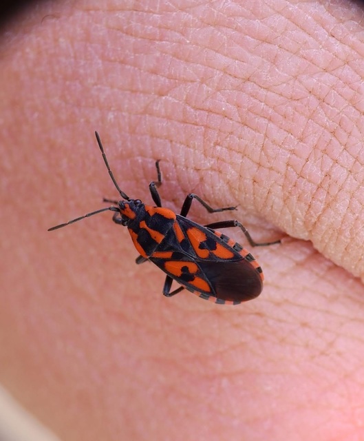 Spilostethus saxatilis - virágbodobács