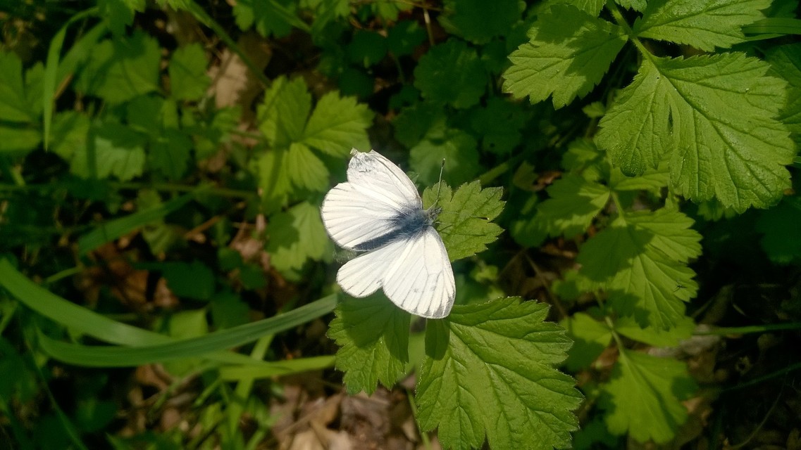 Pieris napi - repcelepke
