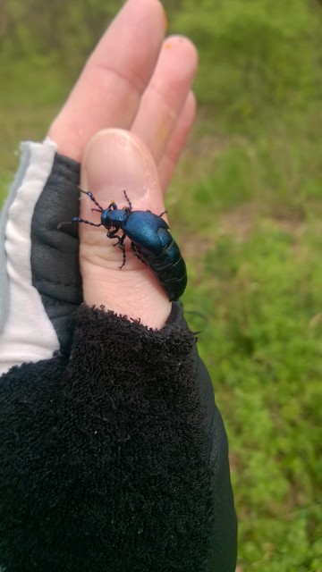 Meloe violaceus - kék nünüke