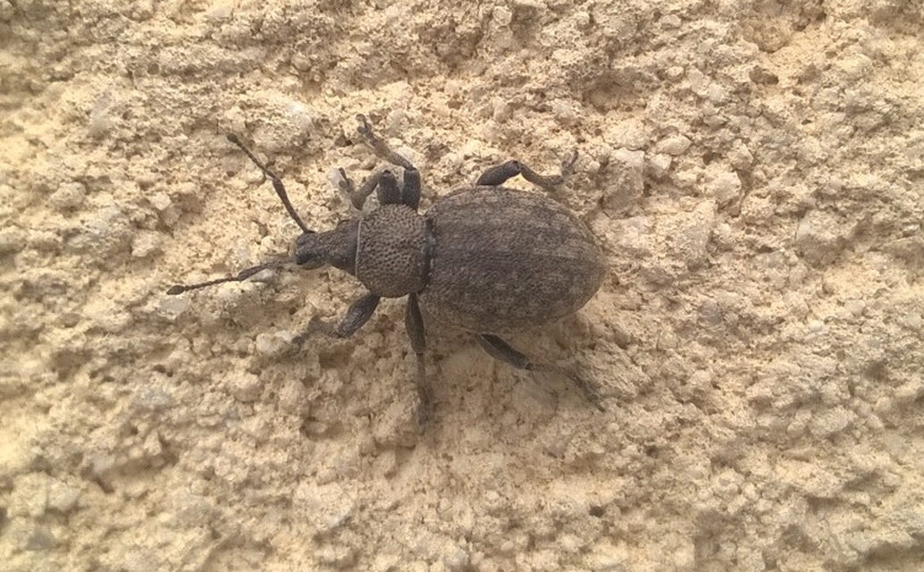 Otiorhynchus ligustici - vincellér-gyalogormányos