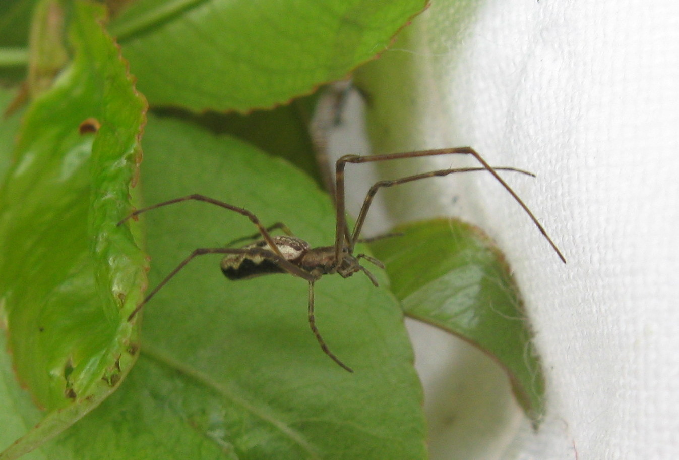 Tetragnatha montana - hegyi állaspók