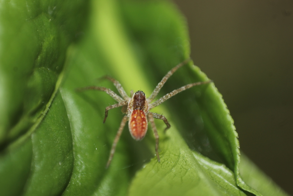 Dolomedes plantarius/fimbriatus