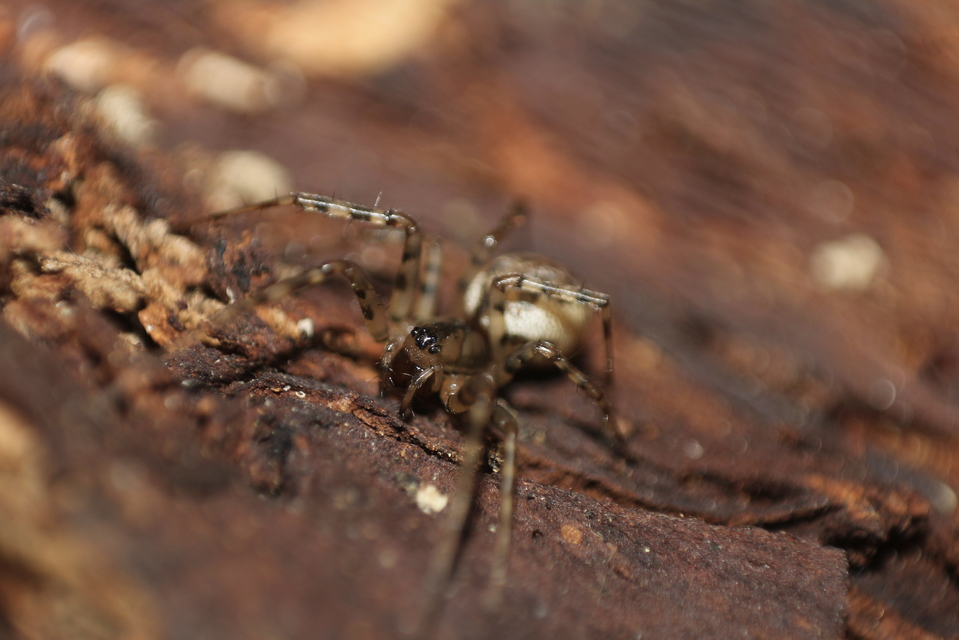Linyphiidae - vitorláspókok