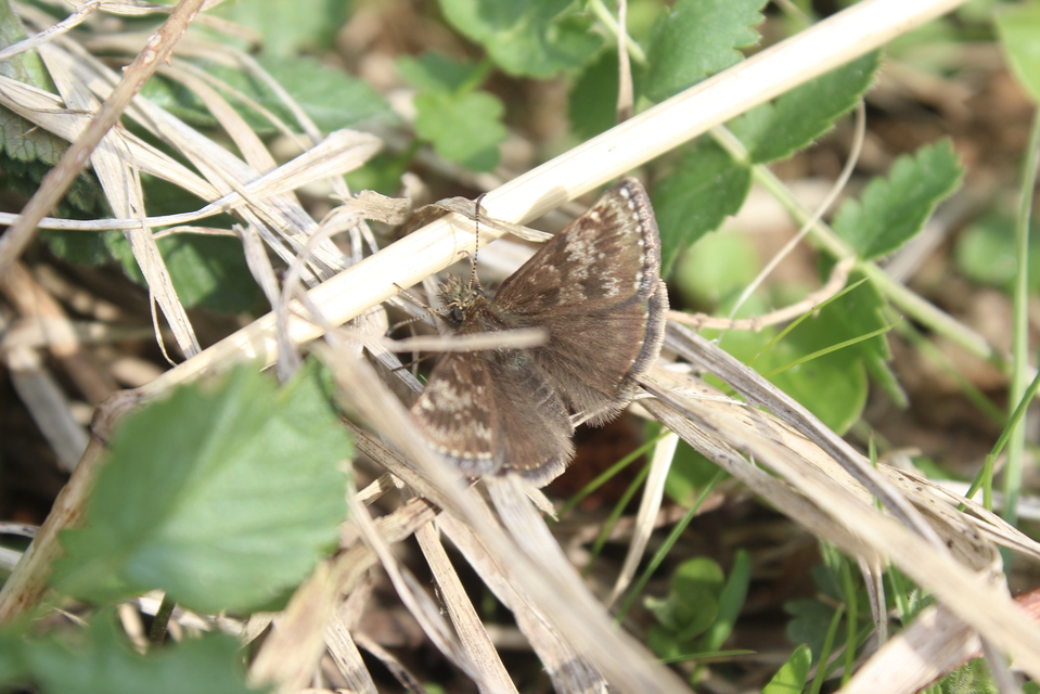Erynnis tages - cigánylepke