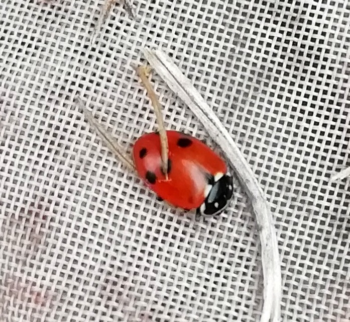 Hippodamia variegata - tizenhárompettyes katica