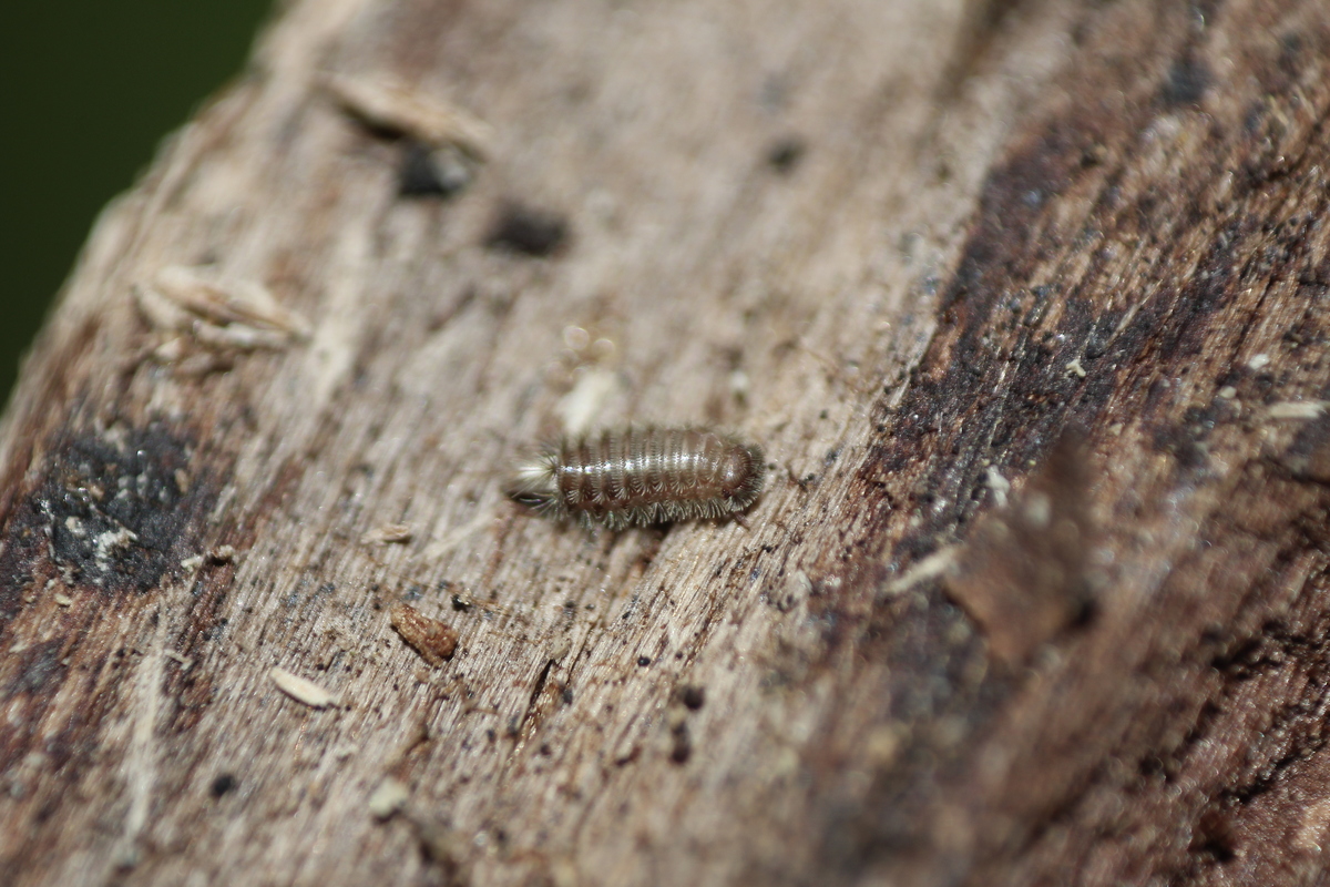 Polyxenus lagurus