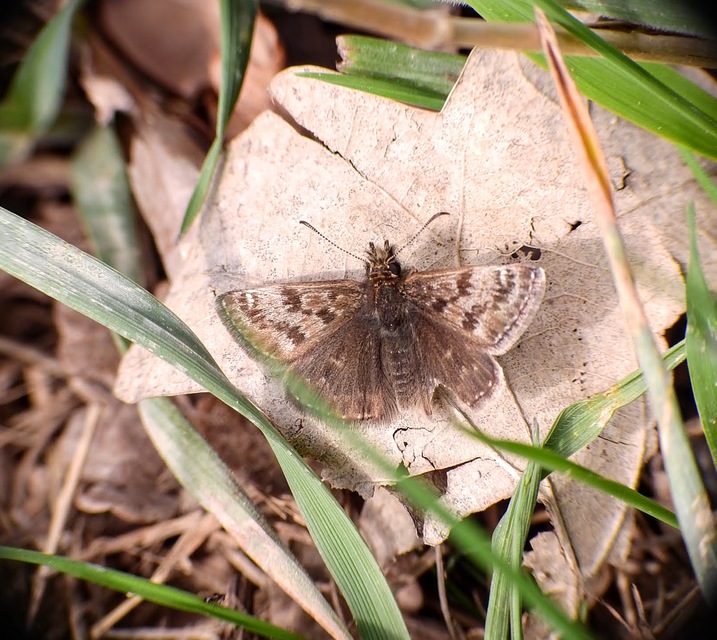 Erynnis tages - cigánylepke