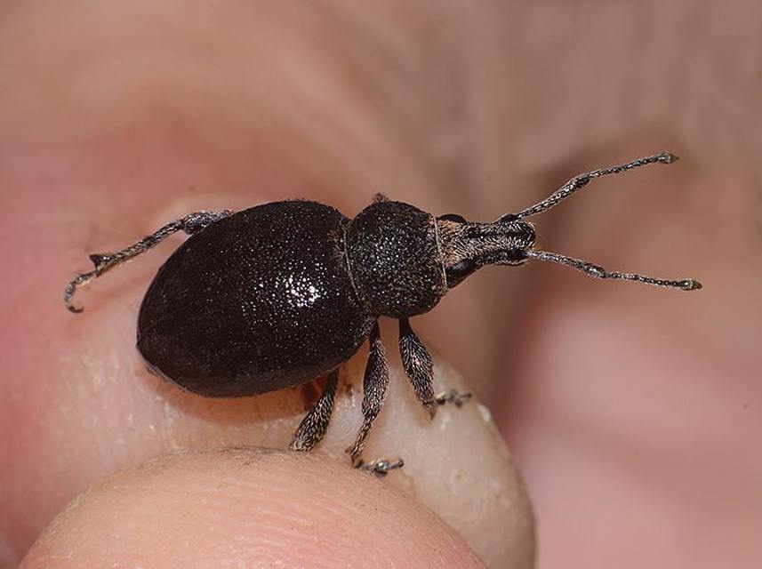 Otiorhynchus ligustici - vincellér-gyalogormányos