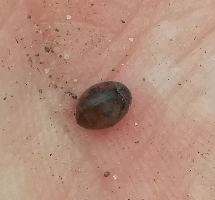 Cynegetis impunctata - pázsitfűböde