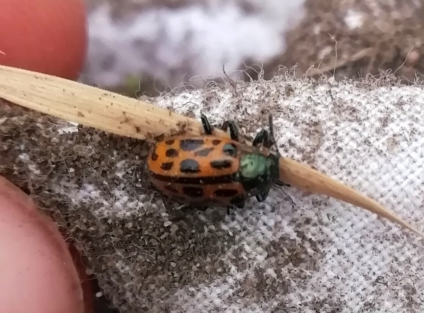 Chrysomela vigintipunctata - húszfoltos fűzlevelész