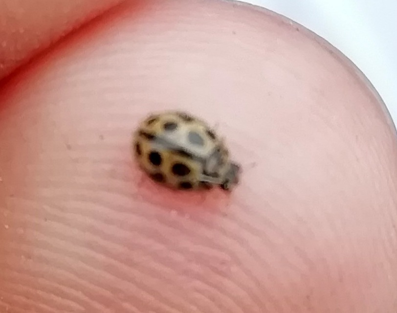 Tytthaspis sedecimpunctata - tizenhatpettyes katica