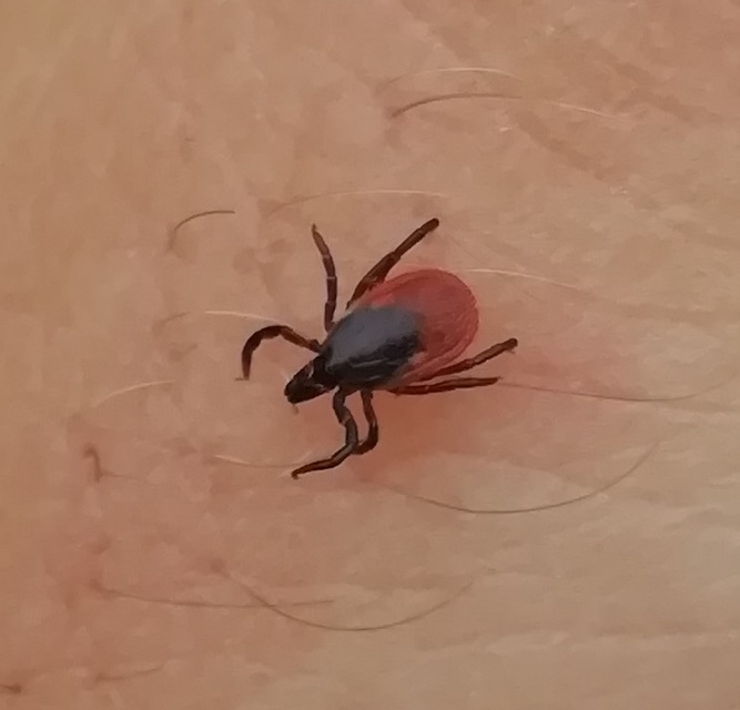 Ixodes ricinus - közönséges kullancs