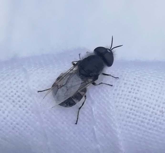 Stratiomyidae - katonalégyfélék