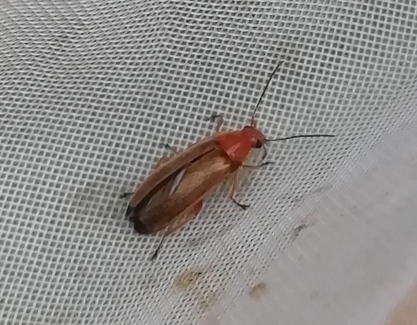 Osphya bipunctata - kétalakú komorka