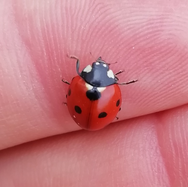 Coccinella septempunctata - hétpettyes katica