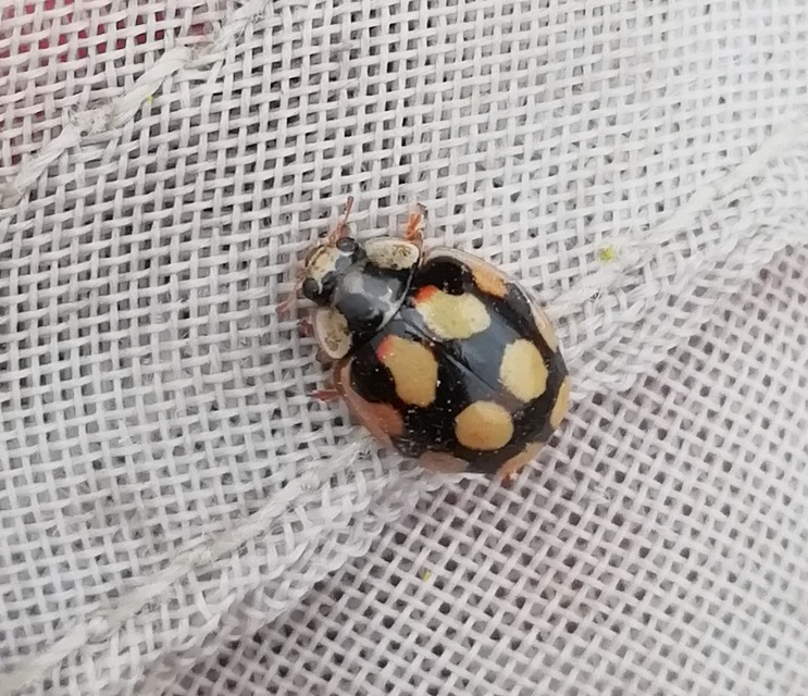 Adalia decempunctata - tízpettyes katica