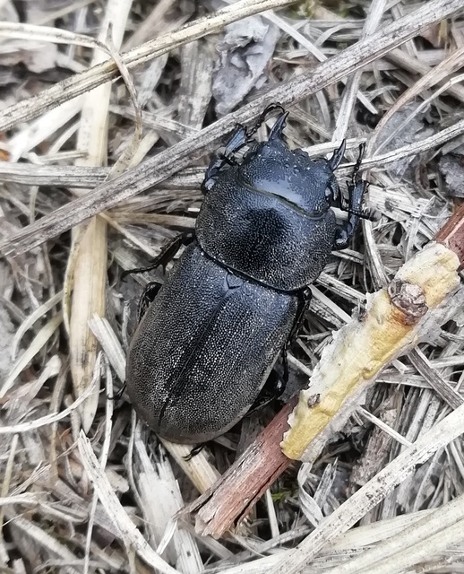 Dorcus parallelipipedus - kis szarvasbogár