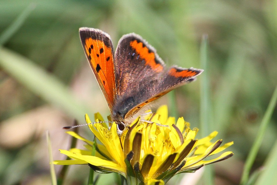 Lycaena phlaeas - közönséges tűzlepke