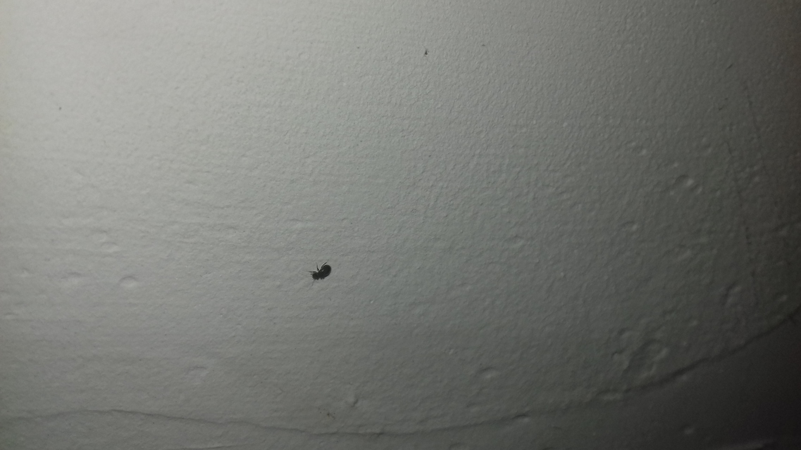 Psocoptera - Fürgetetvek
