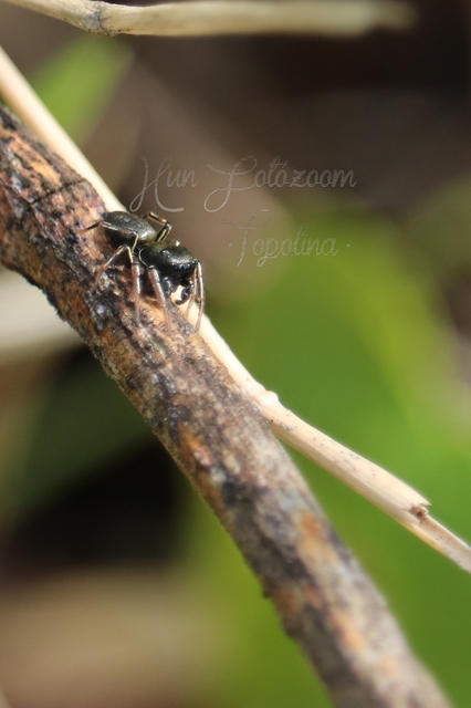 Heliophanus