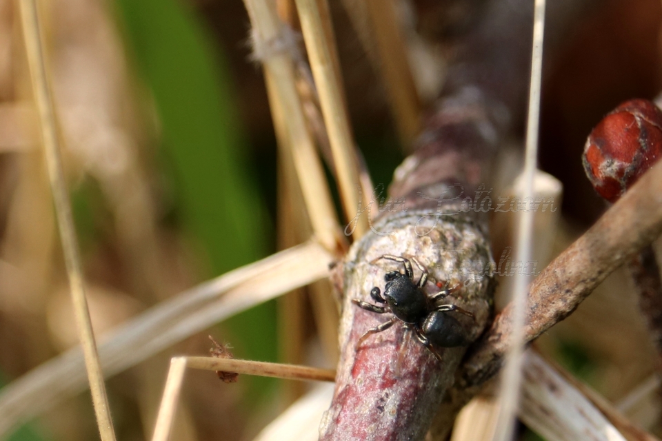 Heliophanus