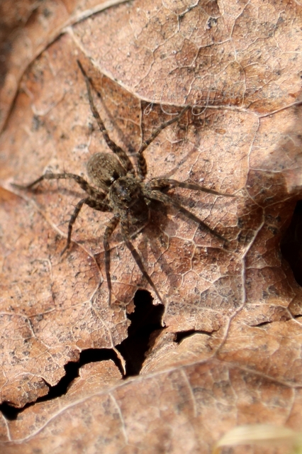 Pardosa