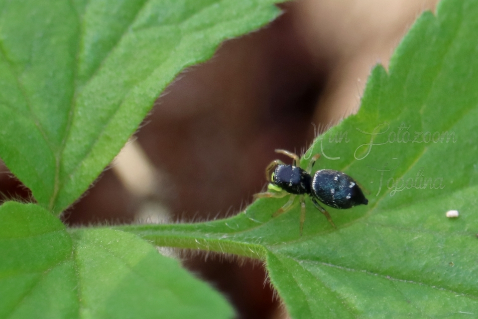 Heliophanus