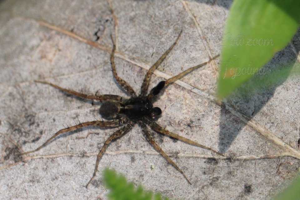 Pardosa
