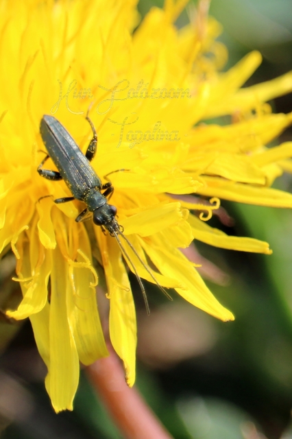Oedemera virescens - zöldes álcincér