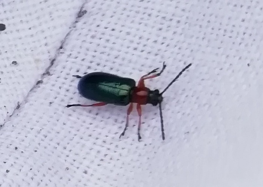 Oulema melanopus/duftschmidi