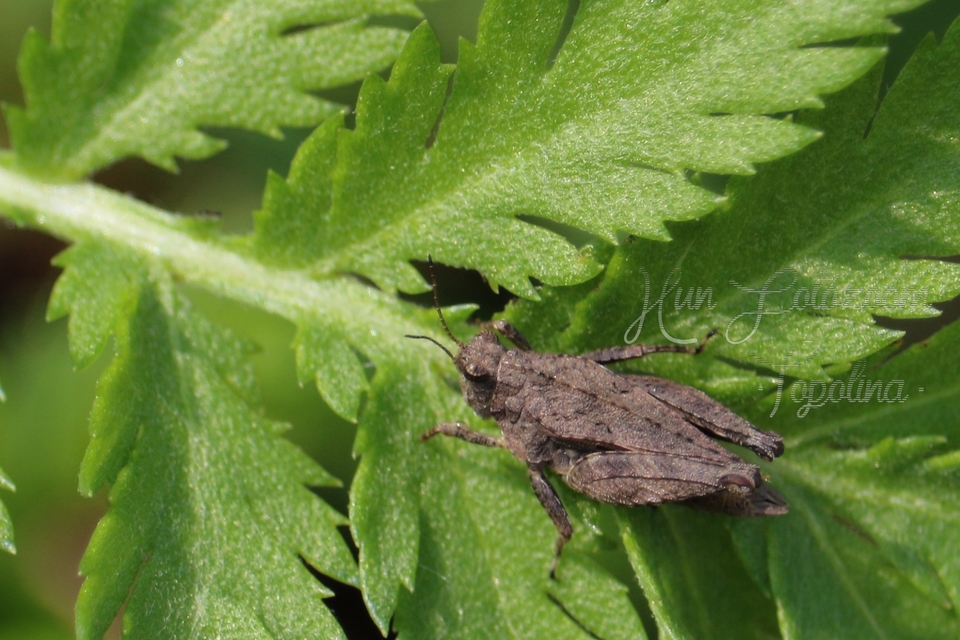 Tetrix tenuicornis - vékonycsápú tövishátúsáska