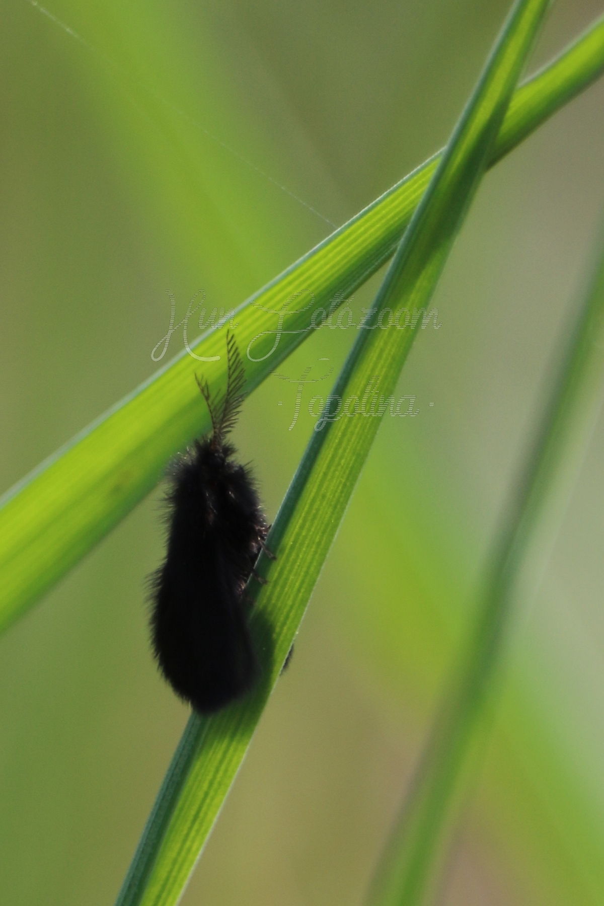 Epichnopterix plumella - ólomszürke zsákhordólepke