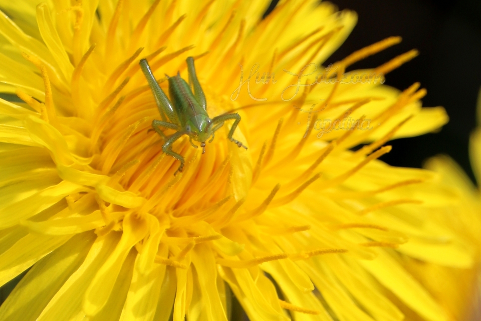 Tettigonia