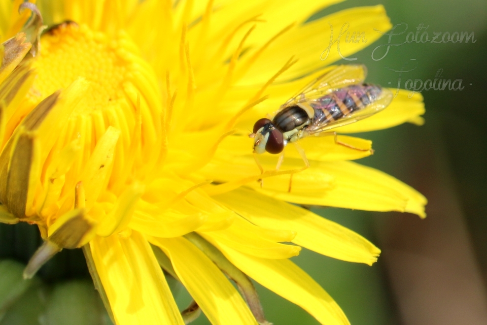 Sphaerophoria