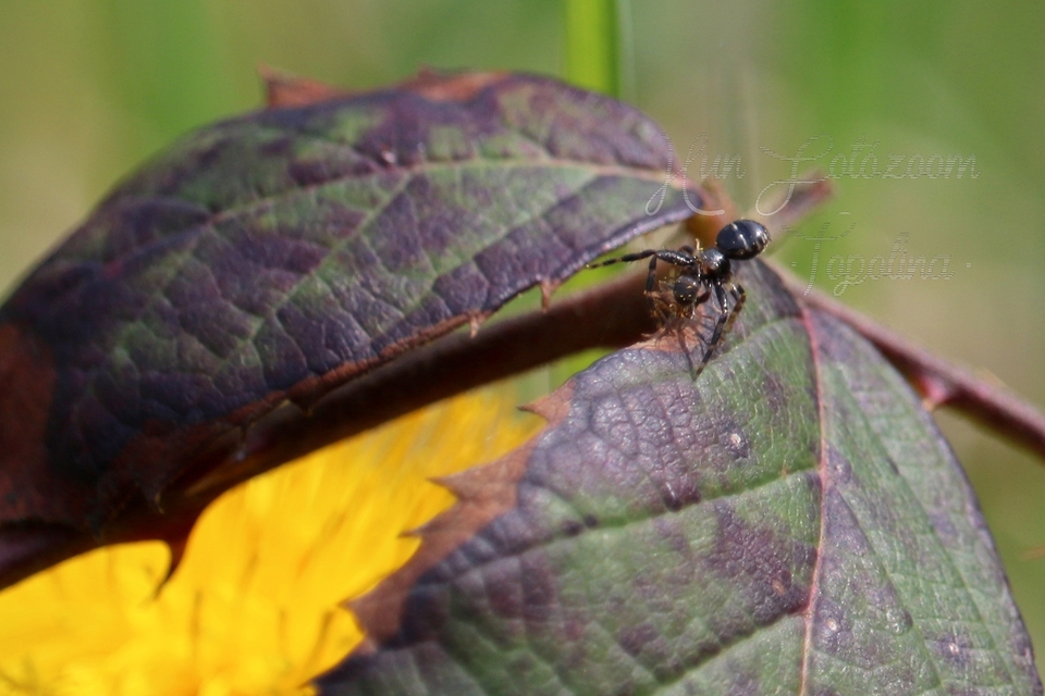 Synema globosum - fekete-sárga karolópók