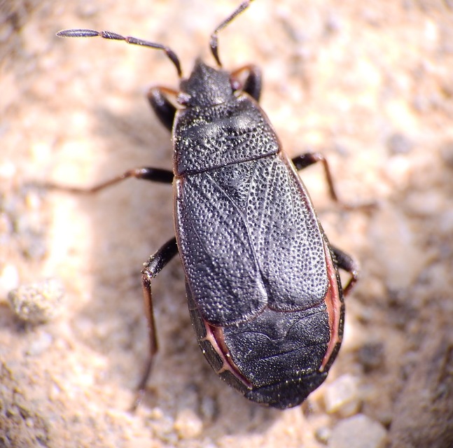 Pyrrhocoris marginatus - szegélyes bodobács