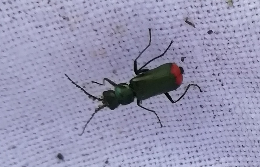 Malachius bipustulatus - kétfoltos bibircsesbogár