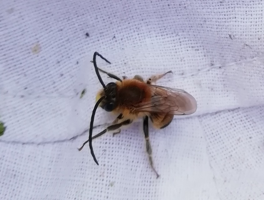 Eucera