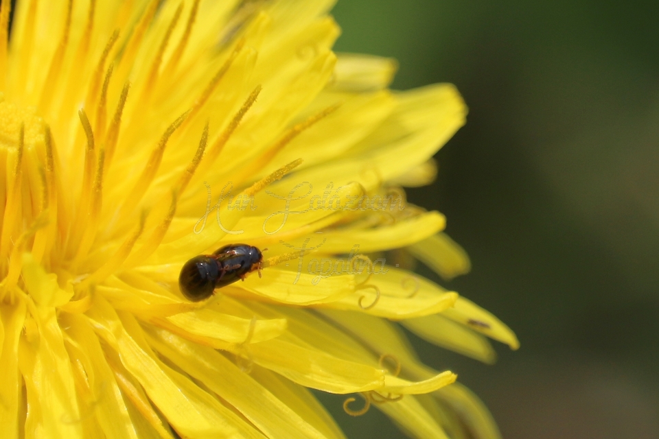 Phalacridae - kalászbogárfélék Phalacridae - kalászbogárfélék