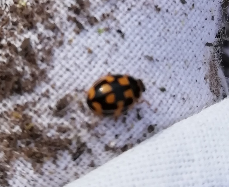 Propylea quatuordecimpunctata - tizennégypettyes füsskata