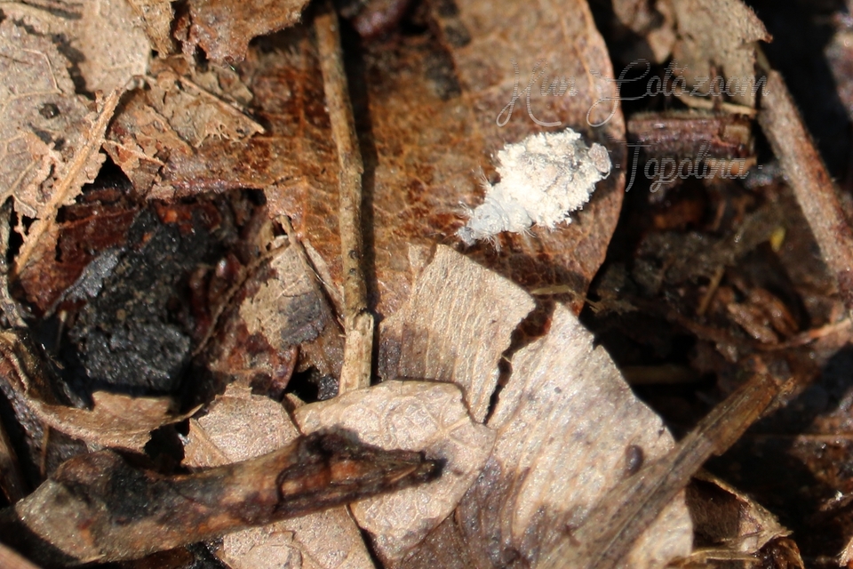 Chrysopidae - zöldfátyolkák