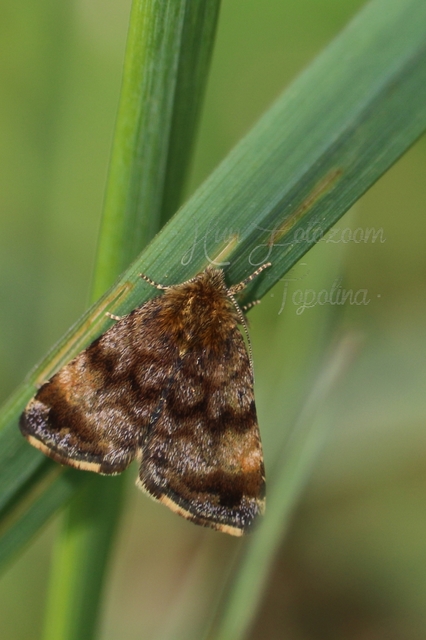 Panemeria tenebrata - apró sárgabagoly