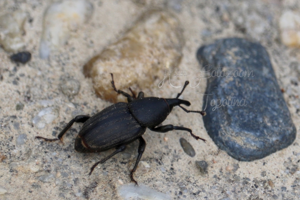 Sphenophorus striatopunctatus - mezei zsuzsok