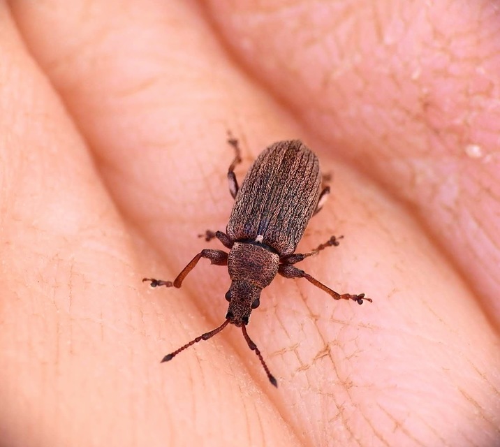 Phyllobius pyri - gyümölcsfa-levélormányos