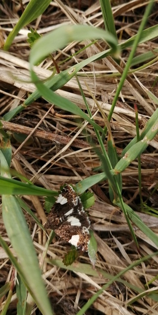 Tyta luctuosa - fekete nappalibagoly