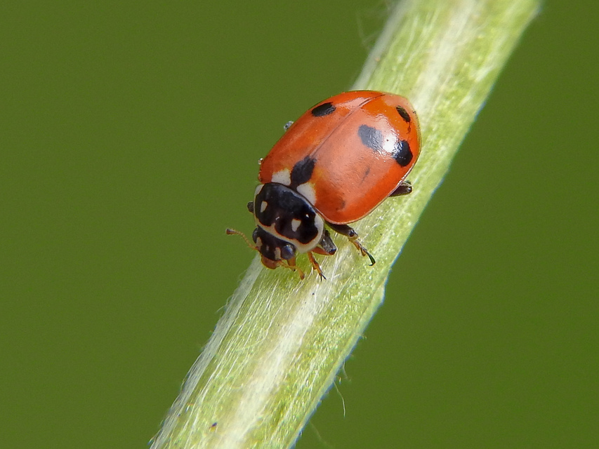 Hippodamia variegata - tizenhárompettyes katica