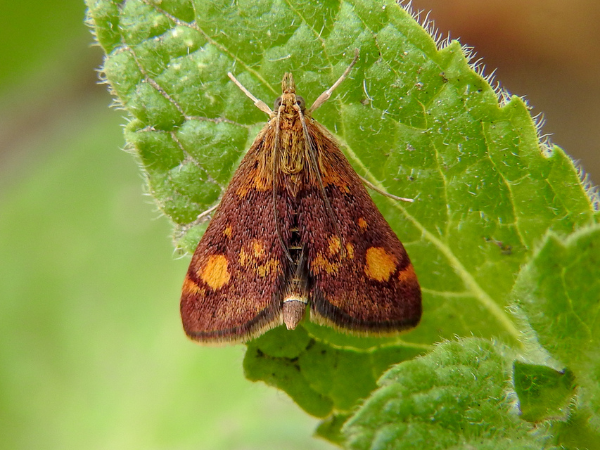 Pyrausta aurata - aranyló bíbormoly