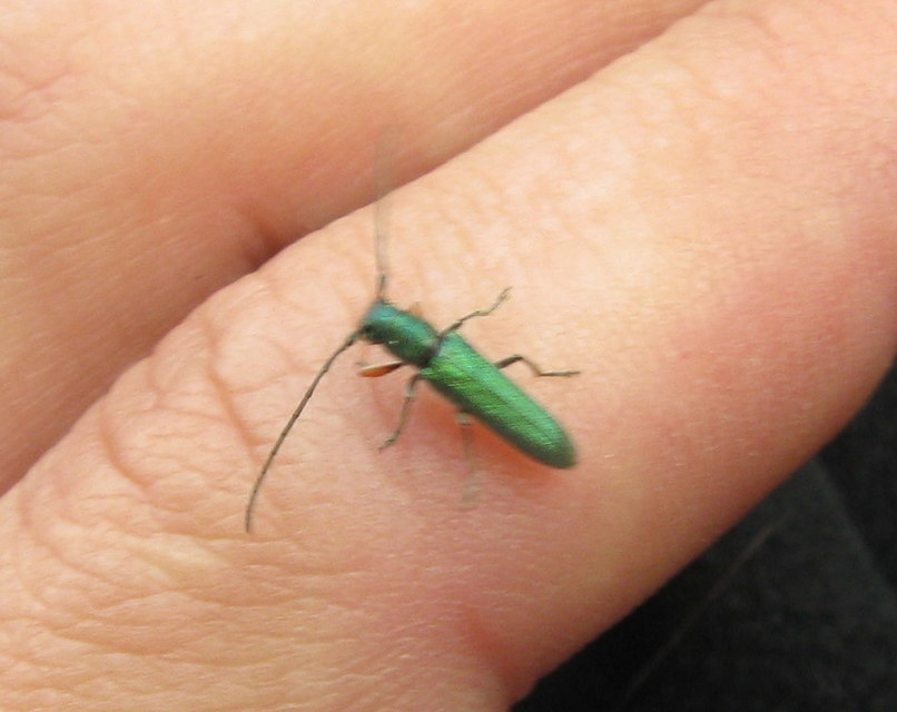 Phytoecia caerulea - fémzöld fűcincér Phytoecia caerulea - fémzöld fűcincér