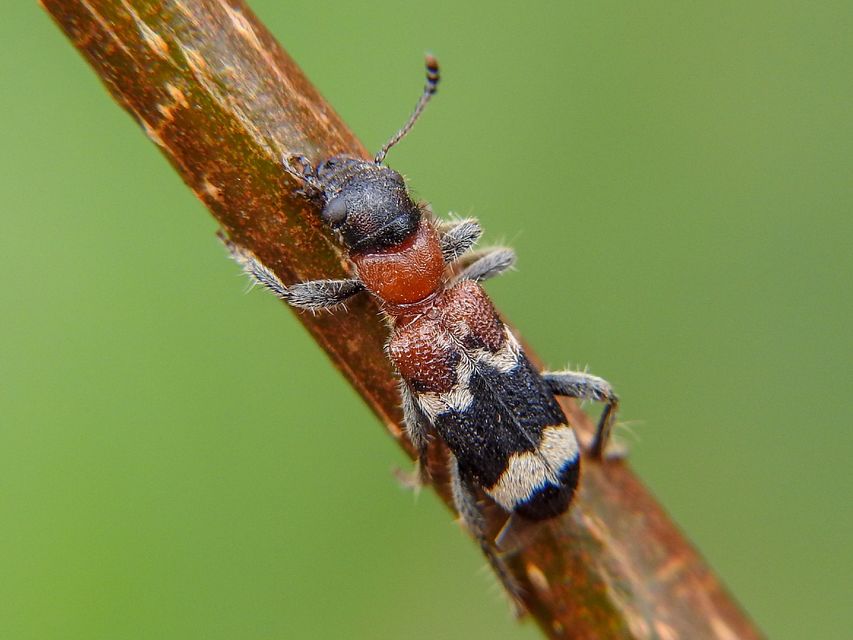 Thanasimus formicarius - vörösnyakú szúfarkas