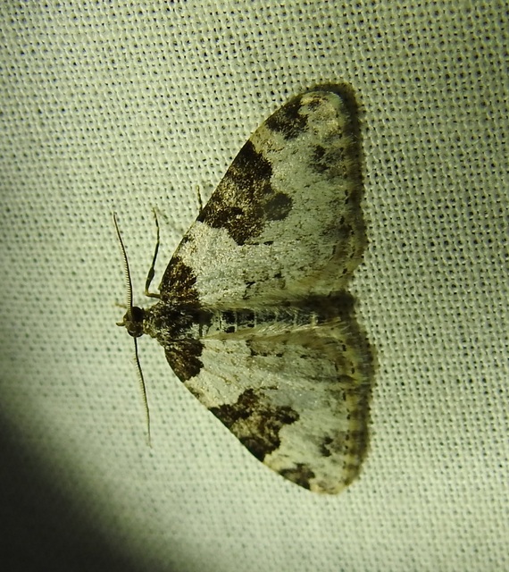 Xanthorhoe fluctuata - közönséges tarkaaraszoló